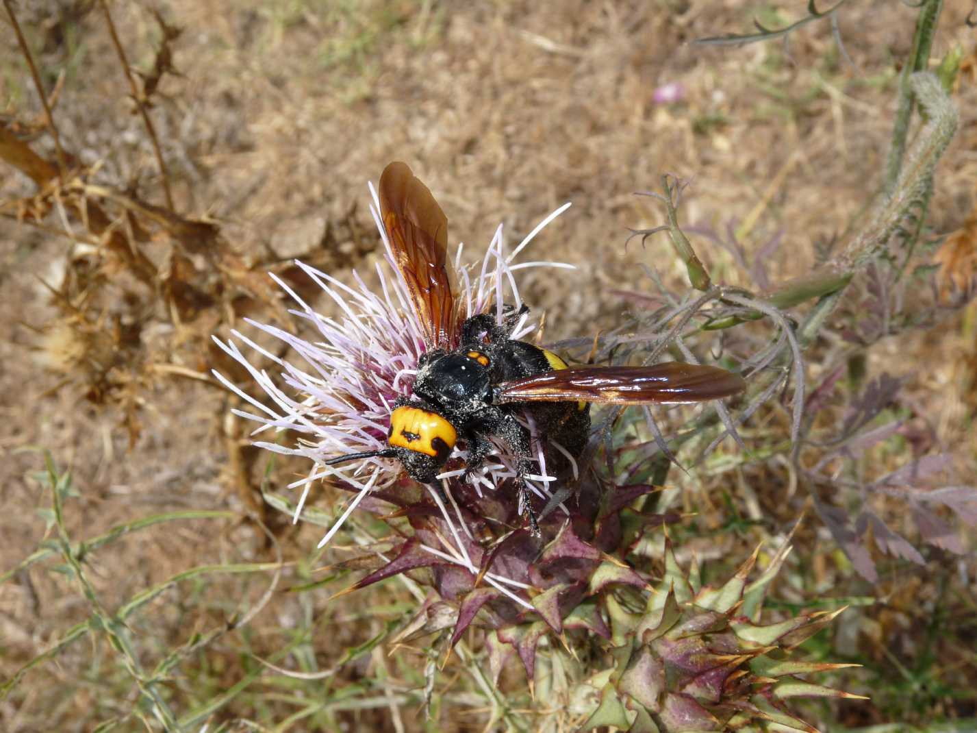 Megascolia maculata flavifrons